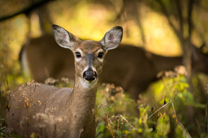 Oklahoma Deer Hunting Culinary Camp - January 2027